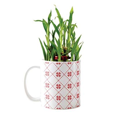 TheYaYaCafe Christmas Gifts Lovely Lucky Bamboo Mug Planter Indoor Plants - 2 Layer Feng Shui for Wealth, Prosperity - Image 1