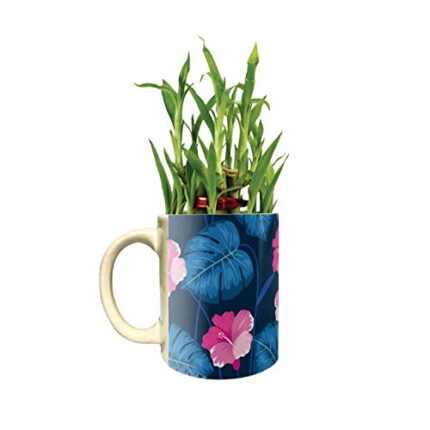 TheYaYaCafe Floral Classy Lucky Bamboo Mug Planter Indoor Plants - 2 Tier Bamboo Feng Shui - Image 1
