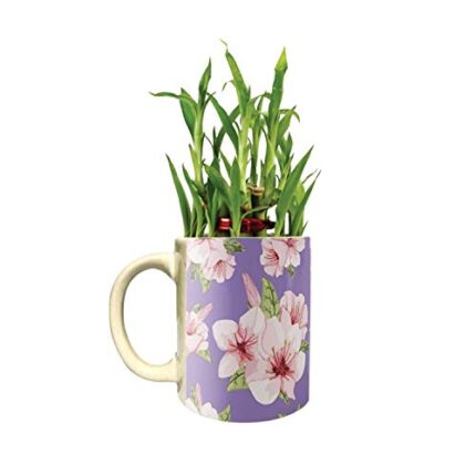 TheYaYaCafe Floral Delicate Lucky Bamboo Mug Planter Indoor Plants - 2 Tier Bamboo Feng Shui - Image 1