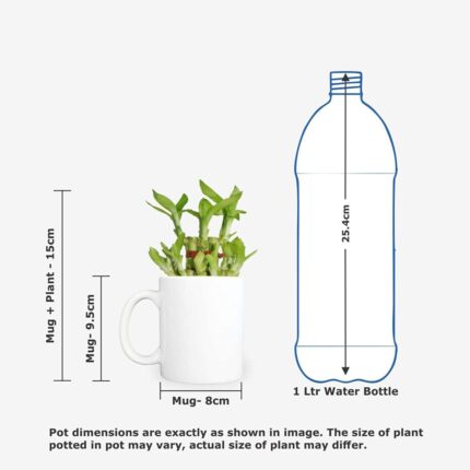 TheYaYaCafe Floral Statuesque Lucky Bamboo Mug Planter Indoor Plants - 2 Tier Bamboo Feng Shui - Image 4