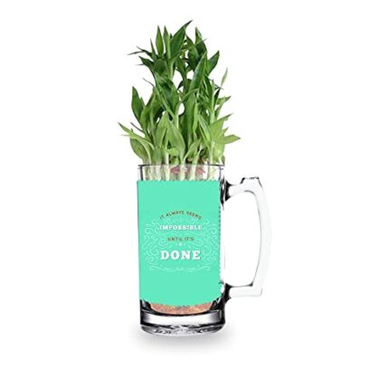 TheYaYaCafe Lucky Bamboo Planter Indoor Plants_1 Tier For Home, Office Desk & Decorations Printed Quotes(It Always Seems Impossible Until Its Done)- Air Purifying, Feng shui Plants - Image 1