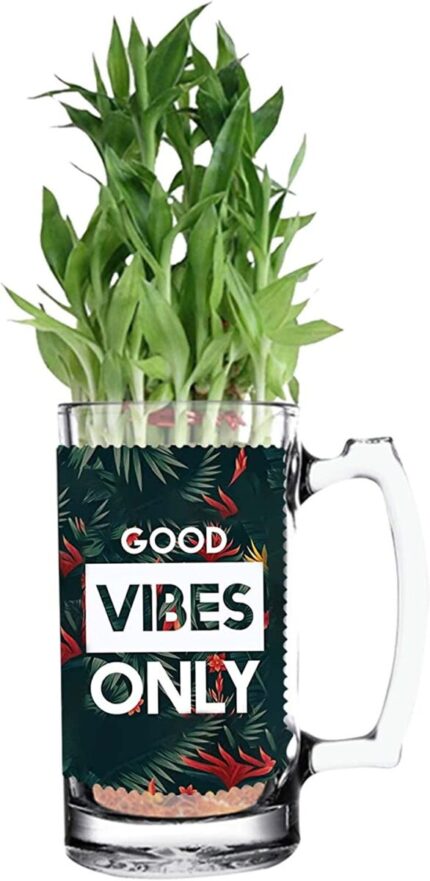 TheYaYaCafe Lucky Bamboo Planter Indoor Plants_1 Tier For Home, Office Desk and Decorations Printed Quotes(Good Vibes Only)- Air Purifying, Feng shui Plants - Image 1