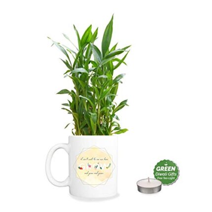 Yaya Cafe Christmas Gifts Lucky Bamboo Planter Indoor Plants Mug_1 Tier - Parent - Image 3