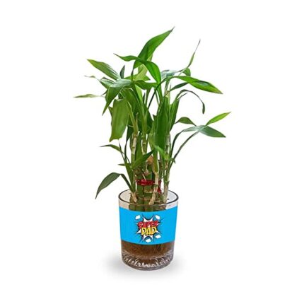 TheYaYaCafe Lucky Bamboo Planter Indoor Plants_1 Tier Gifts For Father,Decorations Printed Quotes- Air Purifying, Feng shui Plants - Image 5