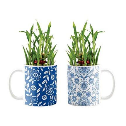 YaYa Cafe Blue Pottery Indigo Admirable Lucky Bamboo Mug Planter Indoor Plants Set of 2-2 Tier Bamboo Feng Shui - Image 1