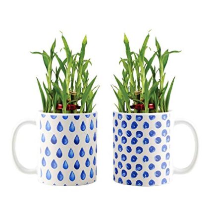 YaYa Cafe Blue Pottery Indigo Alluring Lucky Bamboo Mug Planter Indoor Plants Set of 2-2 Tier Bamboo Feng Shui - Image 1