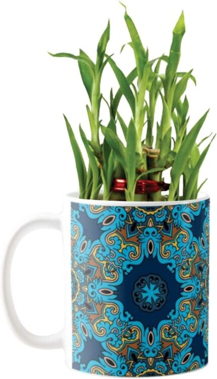 YaYa Cafe Blue Pottery Indigo Fabulous Lucky Bamboo Mug Planter Indoor Plants Set of 2-2 Tier Bamboo Feng Shui - Image 3