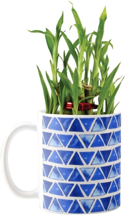 YaYa Cafe Blue Pottery Indigo Incredible Lucky Bamboo Mug Planter Indoor Plants Set of 4-2 Tier Bamboo Feng Shui - Image 4