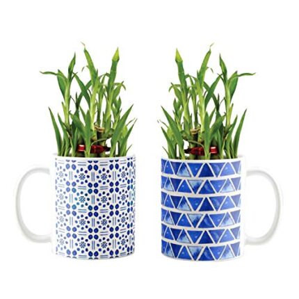 YaYa Cafe Blue Pottery Indigo Shiny Lucky Bamboo Mug Planter Indoor Plants Set of 2-2 Tier Bamboo Feng Shui - Image 1