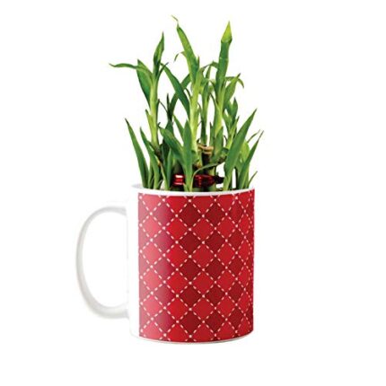 YaYa Cafe Christmas Gifts Charming Lucky Bamboo Mug Planter Indoor Plants - 2 Layer Feng Shui for Wealth, Prosperity - Image 1