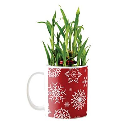 YaYa Cafe Christmas Gifts Christmas Snowflakes Lucky Bamboo Mug Planter Indoor Plants - 2 Layer Feng Shui for Wealth, Prosperity - Image 1