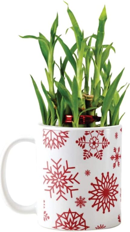 YaYa Cafe Christmas Gifts Christmas Snowflakes Lucky Bamboo Mug Planter Indoor Plants - 2 Layer Feng Shui for Wealth, Prosperity - Image 1