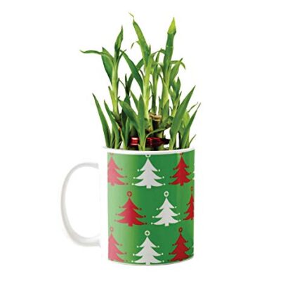 YaYa Cafe Christmas Gifts Colorful Xmas Tree Lucky Bamboo Mug Planter Indoor Plants - 2 Layer Feng Shui for Wealth, Prosperity - Image 1