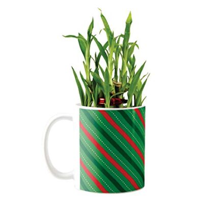 YaYa Cafe Christmas Gifts Enticing Lucky Bamboo Mug Planter Indoor Plants Feng Shui for Wealth, Prosperity - Image 1