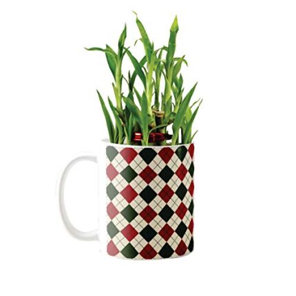 YaYa Cafe Christmas Gifts Superb Lucky Bamboo Mug Planter Indoor Plants Feng Shui for Wealth, Prosperity - Image 1