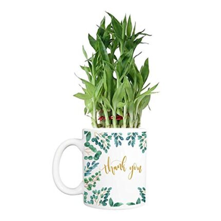 YaYa Cafe Christmas New Year Gifts Lucky Bamboo Planter Indoor Mug Plants Thank You - 2 Layer - Image 1