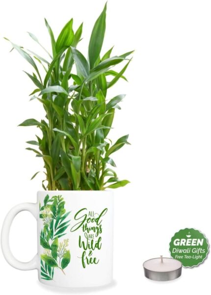 YaYa Cafe Diwali Gifts All Good Things,Lucky Bamboo Planter with Mug Pot and Free Tea Light - 2 Layer - Image 1