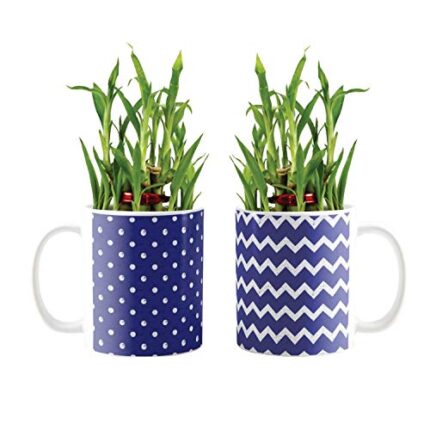 Blue Pottery Indigo Polka Dot Lucky Bamboo Mug Planter Indoor Plants Set of 2