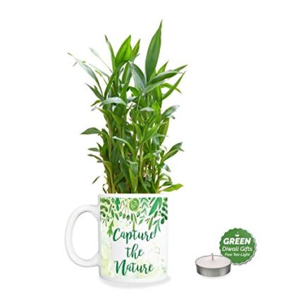 YaYa Cafe Diwali Gifts Capture Nature,Lucky Bamboo Planter with Mug Pot and Free Tea Light - 2 Layer - Image 1