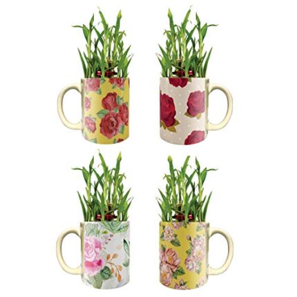 YaYa Cafe Diwali Gifts Floral Fascinating Rose Lucky Bamboo Mug Pot Planter Indoor Plants Set of 4 Bamboo Feng Shui - Image 1