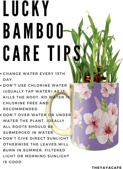 YaYa Cafe Diwali Gifts Life is Beautiful,Lucky Bamboo Planter with Mug Pot and Free Tea Light - 2 Layer - Image 3