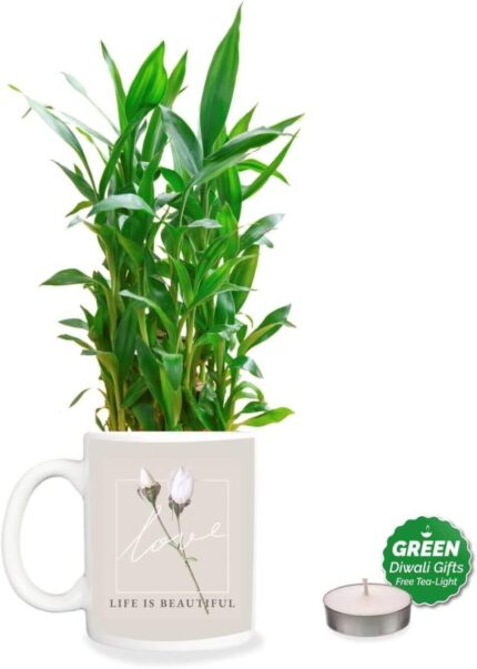 YaYa Cafe Diwali Gifts Life is Beautiful,Lucky Bamboo Planter with Mug Pot and Free Tea Light - 2 Layer - Image 1