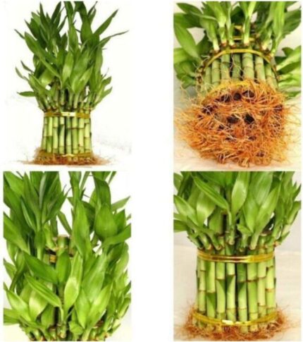 YaYa Cafe Diwali Gifts Never Give Up,Lucky Bamboo Planter with Mug Pot and Free Tea Light - 2 Layer - Image 4