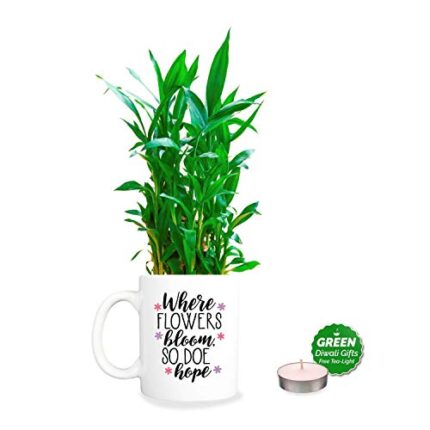YaYa Cafe Diwali Gifts Where Flower,Lucky Bamboo Planter with Mug Pot and Free Tea Light - 2 Layer - Image 1