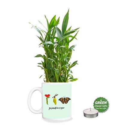 YaYa Cafe Diwali Gifts,Give Youself Time Lucky Bamboo Planter with Mug Pot and Free Tea Light - 2 Layer, Green - Image 1