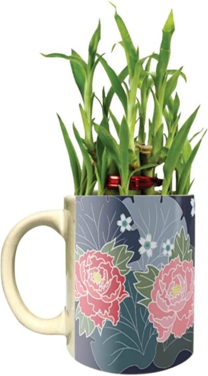 YaYa Cafe Floral Angelic Lucky Bamboo Mug Planter Indoor Plants Set of 2-2 Tier Bamboo Feng Shui - Image 3