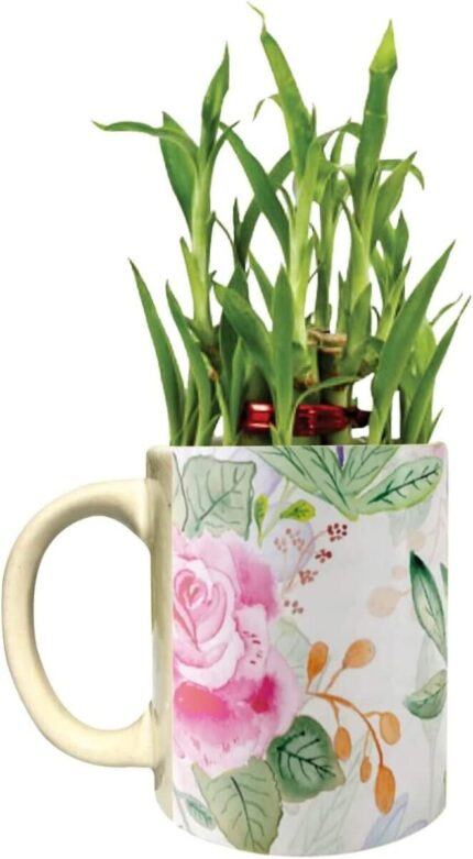 YaYa Cafe Floral Angelic Lucky Bamboo Mug Planter Indoor Plants Set of 2-2 Tier Bamboo Feng Shui - Image 4