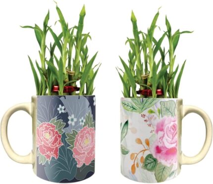 YaYa Cafe Floral Angelic Lucky Bamboo Mug Planter Indoor Plants Set of 2-2 Tier Bamboo Feng Shui - Image 1