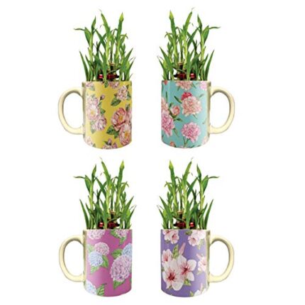 YaYa Cafe Floral Captivating Lucky Bamboo Mug Planter Indoor Plants Set of 4-2 Tier Bamboo Feng Shui - Image 1