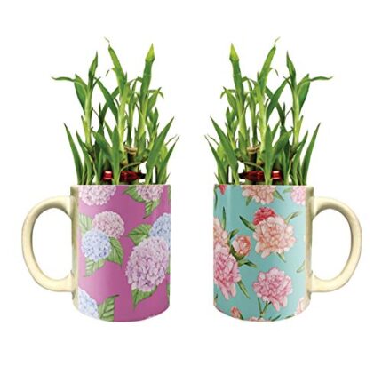YaYa Cafe Floral Captivating Symmetrical Lucky Bamboo Mug Planter Indoor Plants Set of 2-2 Tier Bamboo Feng Shui - Image 1