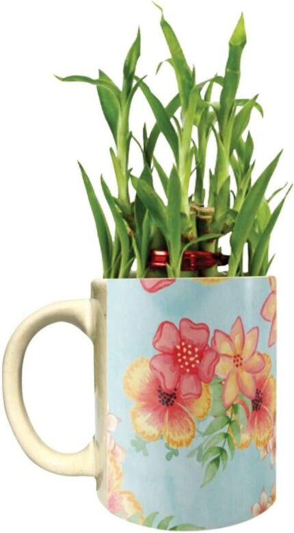 YaYa Cafe Floral Exquisite Lucky Bamboo Mug Planter Indoor Plants Set of 4-2 Tier Bamboo Feng Shui - Image 4