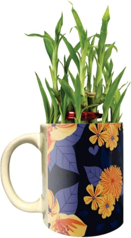 YaYa Cafe Floral Exquisite Lucky Bamboo Mug Planter Indoor Plants Set of 4-2 Tier Bamboo Feng Shui - Image 6