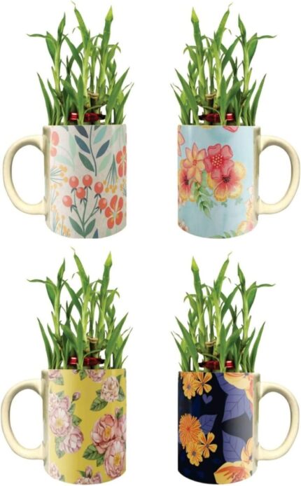 YaYa Cafe Floral Exquisite Lucky Bamboo Mug Planter Indoor Plants Set of 4-2 Tier Bamboo Feng Shui - Image 1