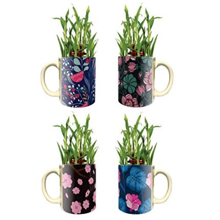 YaYa Cafe Floral Gorgeous Lucky Bamboo Mug Planter Indoor Plants Set of 4-2 Tier Bamboo Feng Shui - Image 1