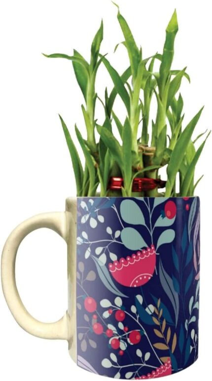 YaYa Cafe Floral Gorgeous Well-Formed Lucky Bamboo Mug Planter Indoor Plants Set of 2-2 Tier Bamboo Feng Shui - Image 3