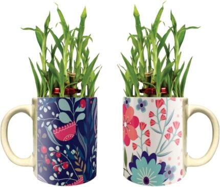 YaYa Cafe Floral Gorgeous Well-Formed Lucky Bamboo Mug Planter Indoor Plants Set of 2-2 Tier Bamboo Feng Shui - Image 1