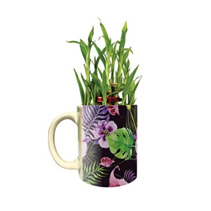 YaYa Cafe™ Floral Resplendent Lucky Bamboo Mug Planter Indoor Plants - 2 Tier Bamboo Feng Shui - Image 1