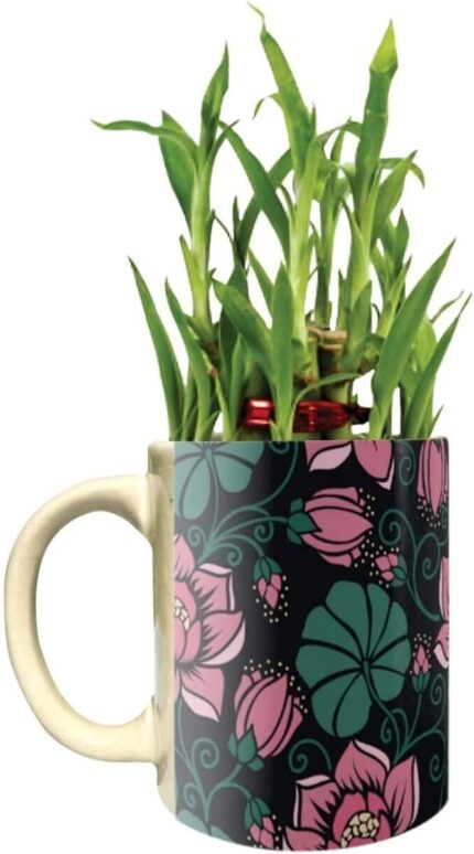 YaYa Cafe Floral Statuesque Foxy Lucky Bamboo Mug Planter Indoor Plants Set of 2-2 Tier Bamboo Feng Shui - Image 4
