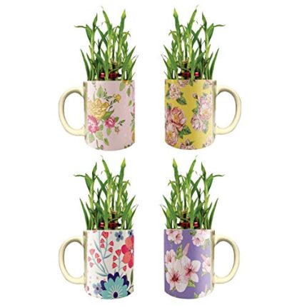 YaYa Cafe Floral Tempting Lucky Bamboo Mug Planter Indoor Plants Set of 4-2 Tier Bamboo Feng Shui - Image 1