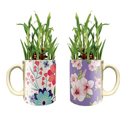 YaYa Cafe Floral Well-Formed Delicate Lucky Bamboo Mug Planter Indoor Plants Set of 2-2 Tier Bamboo Feng Shui - Image 1