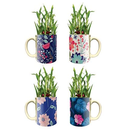 YaYa Cafe Floral Well-Formed Lucky Bamboo Mug Planter Indoor Plants Set of 4-2 Tier Bamboo Feng Shui - Image 1