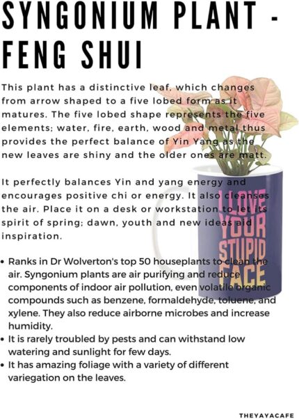 YaYa Cafe Valentine Gifts Exotic Syngonium Pink Plant Indoor I Love You My Solution is You Printed Mug Planter | Air Purifying | Green Gifts | Feng Shui - Image 5