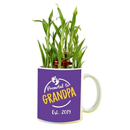 YaYa cafe Birthday Gifts for Grandad Promoted to Grandpa Feng Shui Lucky Bamboo Plant Indoor Mug Planter Pot - Image 1