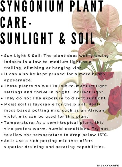 YaYa cafe Valentine Gifts Exotic Syngonium Pink Plant Indoor Love is Growing Old with You Printed Mug Planter | Air Purifying | Green Gifts | Feng Shui - Image 3