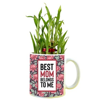 YaYa cafe for Mother, Best Mom Belongs to Me Feng Shui Lucky Bamboo Indoor Mug Planter with 2 Tier - Image 1