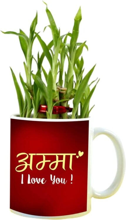 Yaya Cafe for Mother, Amma I Love You Feng Shui Lucky Bamboo Indoor Mug Planter with 2 Tier - Image 1